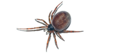 False Widow Spider