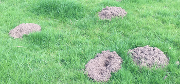 Terminator Pest Control Landscape Protection