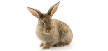 Rabbit Control