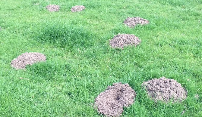 Terminator Landscape Protection