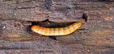 Terminator Pest Control Wood Worm