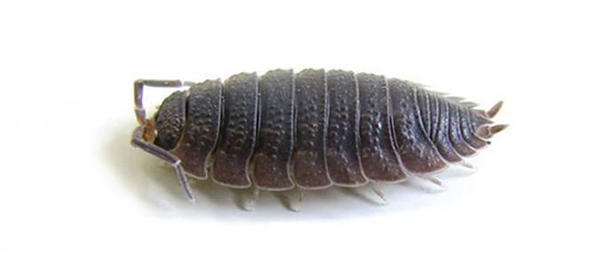 Woodlice